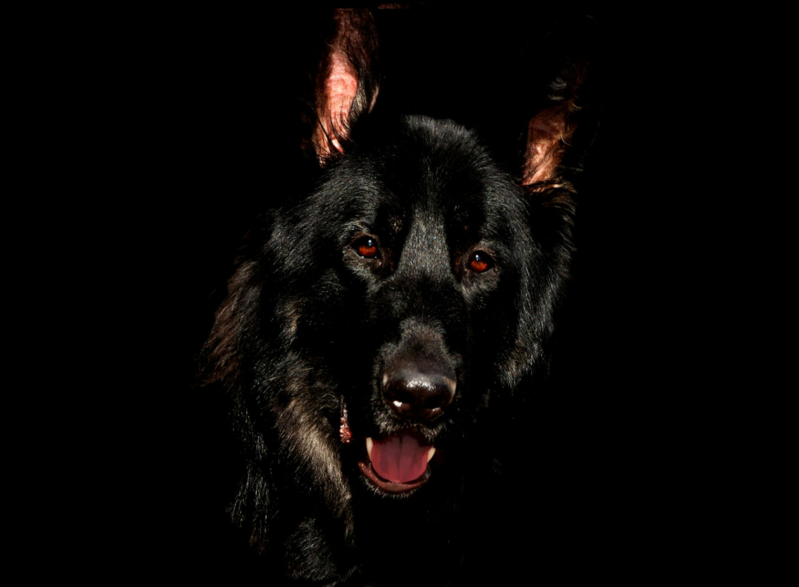 black German Shepherd dog