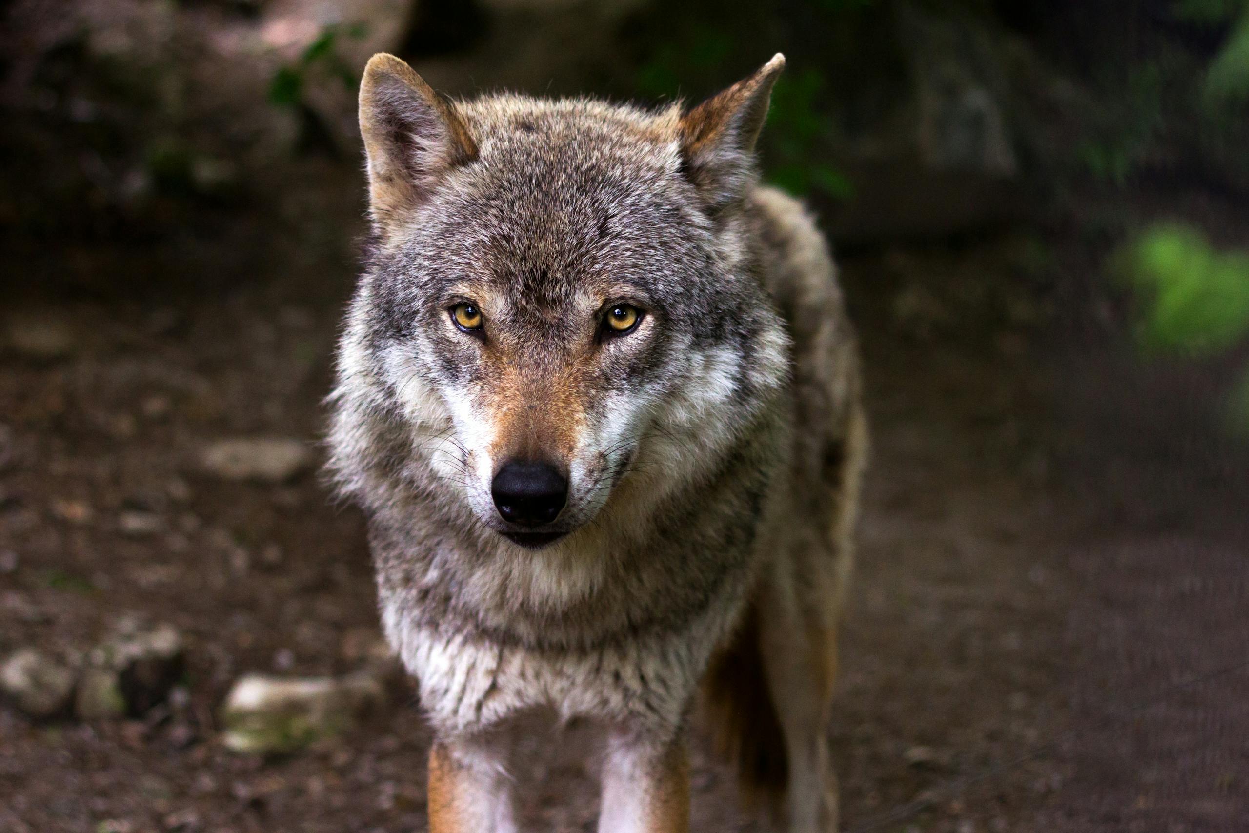 gray wolf